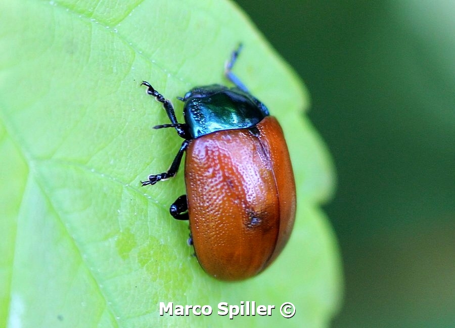 Chrysolina grossa